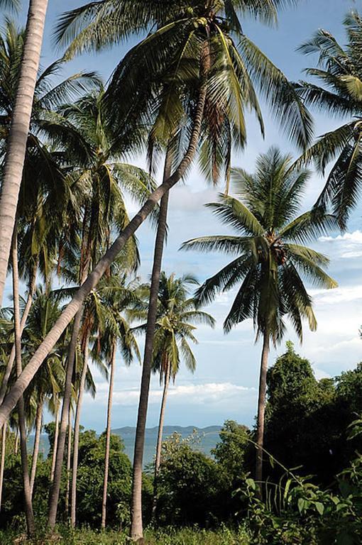 Apple Bungalows Bang Saphan Eksteriør bilde